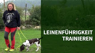 Leinenführigkeit trainieren ► 3 Tipps wie Du Leinenführigkeit trainieren kannst [upl. by Ellek]