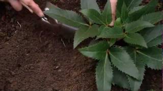 Astuce de jardin Floralux Comment planter hellébores [upl. by Nyleahs]