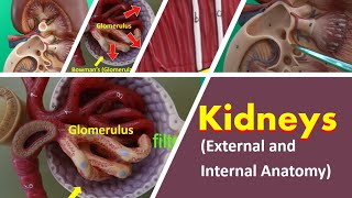 Kidneys External and Internal Anatomy [upl. by Itirahc568]