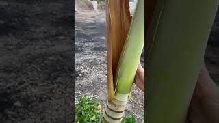 How to take care of Christmas Tree Palms Adonidia by Removing the Fronds  Alborn Supply  Shorts [upl. by Davin]