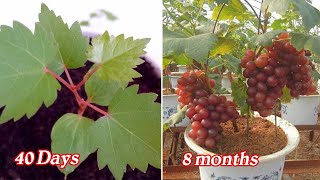 Growing grapes from seeds is very easy with 3 steps [upl. by Callan]