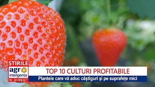 Top 10 cele mai profitabile culturi agricole [upl. by Vail]