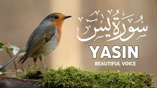 Surah Yasin Yaseen  Full with Arabic  Beautiful reaction  Surah Yasin 36  002 edit by faisal [upl. by Uot802]