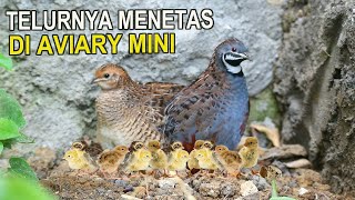 TELUR BURUNG PUYUH BATU MENETAS DI AVIARY MINI [upl. by Ahsiemal]