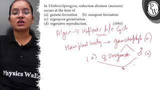 In UlothrixSpirogyra reduction division meiosis occurs at the t [upl. by Betti]