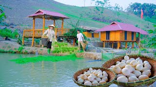 Sang Vy and his family harvest eggs 3000 square meter farm grow wet rice Sang vy farm life [upl. by Wilona]