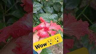 বাগানের সুন্দরী quotলাল জবাquot❤️shorts shortsfeed viralshortnatureplantsgarden youtubevideoviral [upl. by Ritter]