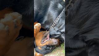 Rottweiler Fight 😱😱 rottweiler trending shorts [upl. by Obadiah]