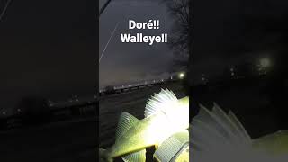 Ouverture du doré Walleye opener fishing outdoors catchandcook food adventure peche quebec [upl. by Elleiand360]