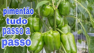 COMO PLANTAR E CULTIVAR PIMENTÃO DE MANEIRA CORRETA [upl. by Eleumas]