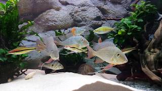 Geophagus Altifrons amp winemilleri community fish tank [upl. by Ytte]