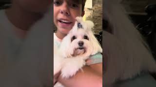 Mi perro baila mi nueva canción 🐶🎶🎶 [upl. by Anemolihp]