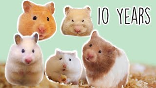 Why Hamster is my Cutest pet  20102020 Best Moments [upl. by Anama71]