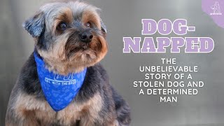 DogNapped The Unbelievable Emotional Story of a Stolen Dog and a Determined Man [upl. by Orsola]