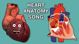 HEART ANATOMY SONG [upl. by Alvar]