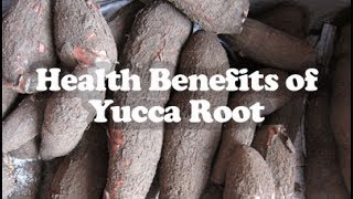 Top 8 Wonderful Health Benefits of Yucca Root [upl. by Natty620]