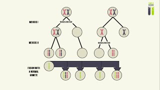 Zygotic meiosis  Isogamy  Anisogamy  Oogamy [upl. by Yesdnyl]