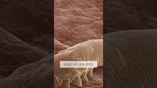 모모드의 짧고도 비극적인 삶 인간 피부에 사는 작은 기생충 이야기 모모드 기생충사실 짧은생명 피부생물 기이한생물 모모드의삶 자연의비밀 미생물학 [upl. by Byrne269]