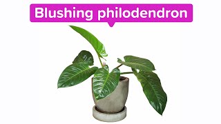 FriendshipBlushing Philodendron [upl. by Terrence]