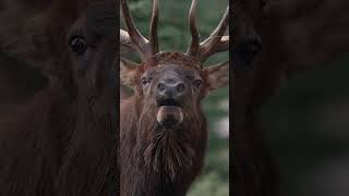 Bull elk bugling close by [upl. by Kcirdek]