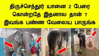 திருச்செந்தூர் யானை 2 பேரை தாக்கியதே இதனால தான் இவங்க பண்ணதை பாருங்க Tiruchendur elephant news tamil [upl. by Drofdeb893]