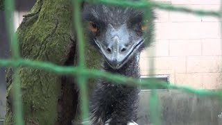 芸術的なエミューの鳴き声 Amazing emu crying 【Cute animal videos】【羽村市動物公園】 [upl. by Fabozzi56]