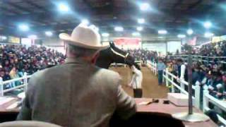 Gordyville Draft Horse Auction Steve Andrews [upl. by Hcone]