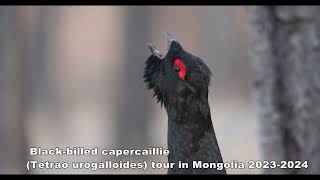 Blackbilled capercaillie Tetrao urogalloides 2023 photosafari tour in Mongolia [upl. by Chud200]