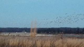 Waterfowl Hunting Property for Sale in Southern Illinois [upl. by Lovett831]