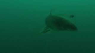 Downrigger Camera Secrets  Lake Trout gone wild [upl. by Palestine]