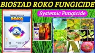 roko fungicide uses  thiophanate methyl  roko biostadt dosage [upl. by Evin]