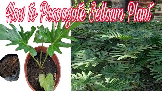 How To Propagate Selloum Plants [upl. by Schnorr]