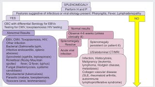 Splenomegaly in pediatric [upl. by Oneal]