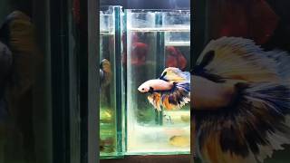 King Size OHM 🔥 😱 bettafish betta bettaholic aquariumfish fish aquarium bettaindonesia [upl. by Roybn]