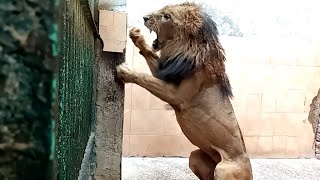 The Lion King Roaring and Growling loud ROAR  Stupid Zoo Keeper VS Lion [upl. by Vasili]