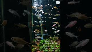 New Fish Arrivals  Copper Tetra Harlequin Rasbora Golden Algae Eater Siamese Algae Eater [upl. by Tidwell741]