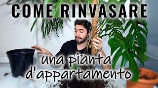 IMPARA A RINVASARE UNA PIANTA DA INTERNO [upl. by Peace]