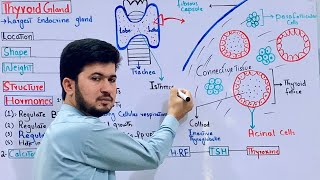 Thyroid gland and its structure functions and hormones class 12 Graves disease Hypothyroidism [upl. by Anilad]