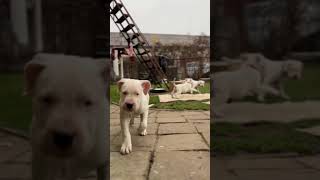 Dogo argentino puppies Lithuania puppy dogoargentinopuppies dogoargentinadogs [upl. by Vardon]