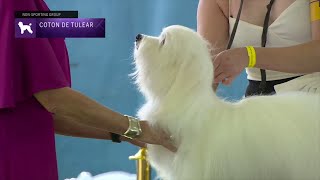 Cotons de Tulear  Breed Judging 2023 [upl. by Yv461]