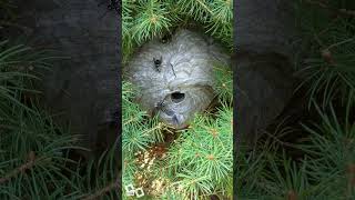 Bald Faced Hornets Daily Nest [upl. by Brandenburg]