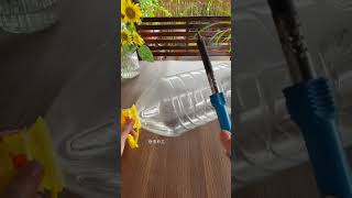 Beautiful garden flowers plants in bottle flower diy garden home gardenplants [upl. by Elleval]