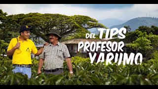 Tips del Profesor Yarumo  Comercialización de Microlotes [upl. by Isayg]