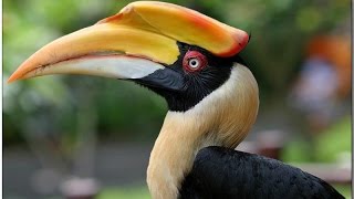 Hornbill Bird  Dhanesh Pakhi Full Tamp  Birds amp Animals Gallery [upl. by Llywellyn]