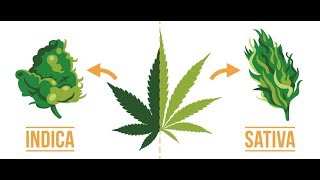 Indica vs Sativa Does it even matter [upl. by Alig725]