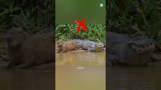 quotDo Crocodiles Snack on Capybaras 🐊🐹  Shocking Truth Revealedquot [upl. by Naoh888]