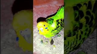 Bodri Bird shorts trendingviralvideoparrotbirdscomedyfunnydogfishfishingBirdbreeding28 [upl. by Nrubloc114]