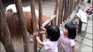 Kembar YZ Di Fauna Land zoo anak ancol faunaland [upl. by Rezzani]