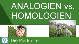 Analogien und Homologien amp Nachweis von Homologien  Systematik der Tiere  Evolution 20 [upl. by Hy]