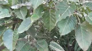 Ficus arnottiana [upl. by Akfir]